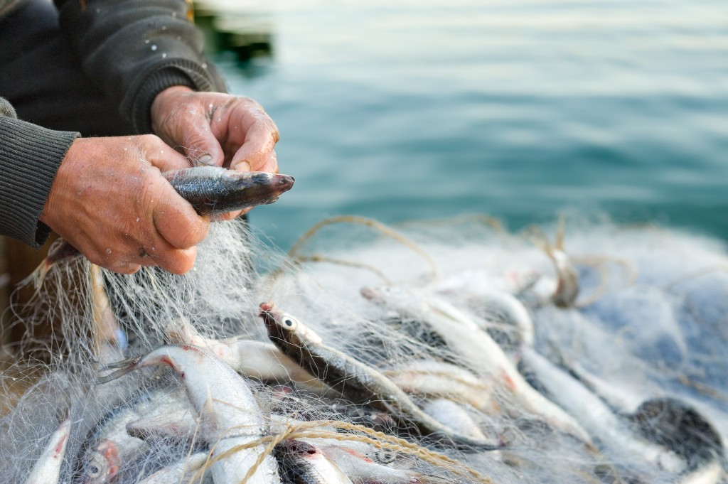 Plan serré sur les mains d'un pêcheur retirant un à un les poissons pris dans son filet.