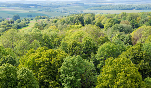 Vue de la forêt du domaine national de Chambord